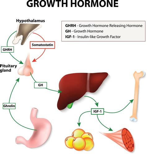 Human Growth Hormone and Your Cholesterol.